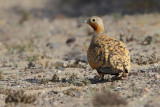 Black-bellied sandgrouse (Pterocles orientalis)