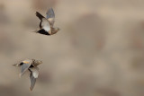 Black-bellied sandgrouse (Pterocles orientalis)