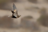 Black-bellied sandgrouse (Pterocles orientalis)