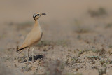 Cream-coloured Courser (Cursorius cursor ssp. bannermani)