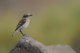 Canary Islands stonechat (Saxicola dacotiae) 