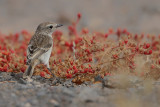 Canary Islands stonechat (Saxicola dacotiae) 