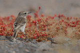 Canary Islands stonechat (Saxicola dacotiae)