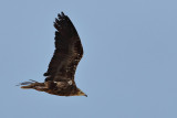 Canarian Egyptian Vulture (Neophron percnopterus majorensis)