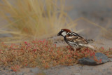 Spanish Sparrow (Passer hispaniolensis)