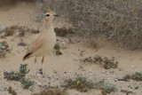 Cream-coloured Courser  (Cursorius cursor ssp. bannermani)