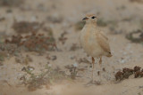Cream-coloured Courser (Cursorius cursor ssp. bannermani)