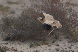 Cream-coloured Courser (Cursorius cursor ssp. bannermani)