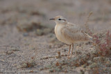 Cream-coloured Courser (Cursorius cursor ssp. bannermani)