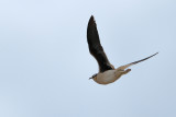 Cream-coloured Courser (Cursorius cursor ssp. bannermani)