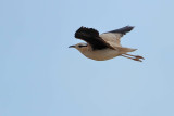 Cream-coloured Courser (Cursorius cursor ssp. bannermani)