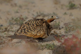 Black-bellied sandgrouse (Pterocles orientalis)