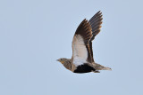 Black-bellied sandgrouse (Pterocles orientalis)