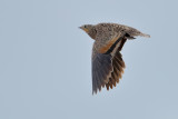 Black-bellied sandgrouse (Pterocles orientalis)