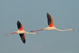 Greater Flamingo (Phoenicopterus roseus)