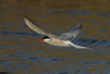 Common Tern (Sterna hirundo)