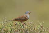 Cretzschmar's Bunting (Emberiza caesia)