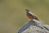 Cretzschmar's Bunting (Emberiza caesia)