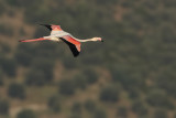 Greater Flamingo (Phoenicopterus roseus) 