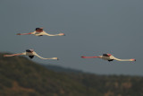 Greater Flamingo (Phoenicopterus roseus)