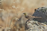 Cinereous Bunting (Emberiza cineracea)