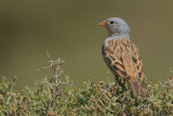 Cretzschmar's Bunting (Emberiza caesia)