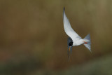 Little Tern (Sternula albifrons)