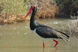 Black Stork (Ciconia nigra)