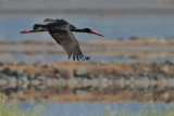 Black Stork (Ciconia nigra)