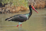 Black Stork (Ciconia nigra)