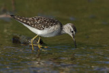 Wood Sandpiper (Tringa glareola)