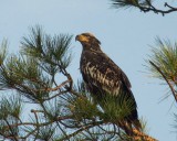 Juvenile Eagle on Hilton Head.