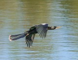 Anhinga