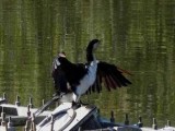 HunterValleyGardens2017_LittlePiedCormorant.JPG