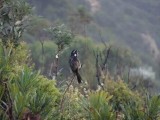 NewHollandHoneyEater03689.JPG