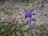 KI_Flower04016.JPG