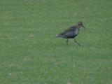 GoldenPlover05152.JPG