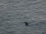 GreatFrigateBird05128.JPG