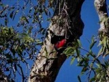 PortDouglas_Bird_EclectusParrotMale001.JPG