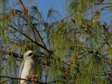 PortDouglas_Bird_WhiteBelliedCuckooShrike6061.JPG