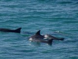 PortMacquarie_Dolphins.JPG