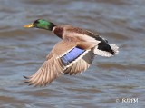 11190    Mallard Duck Leesylvania 2017.jpg