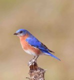 04  Eastern Bluebird Mason Neck26-13 42.jpg