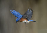 3353 Eastern Bluebird  Mason Neck 04-15-18.jpg