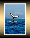 Whale - tail RD-674 BC CT.jpg