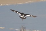 South Island Oystercatcher (Haematopus finschi)