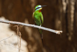 Blue-cheeked Bee-eater-2554.jpg