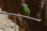 Blue-cheeked Bee-eater-2559.jpg