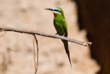 Blue-cheeked Bee-eater-2568.jpg