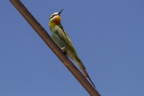 Blue-cheeked Bee-eater-2615.jpg